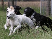 Puppys van Bliss040622-0116